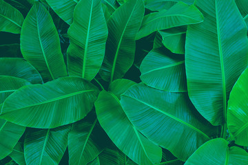 Fototapeta premium tropical banana leaf texture, abstract green banana leaf, large palm foliage nature dark green background