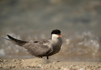 White-cheeked tern at Busaiteen beach, Bahrain