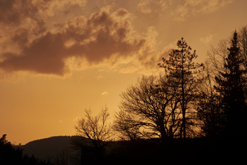Fototapeta na wymiar Sunset with silhouettes of trees