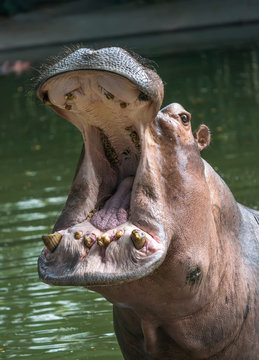 Wild Predator Hippo In The Zoo.