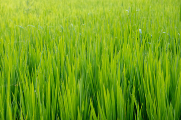 Obraz premium Dew on Rice Plants