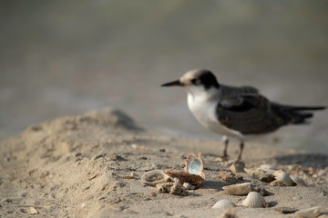 A sea shell and white-cheeked tern juvenile, Bahrain 
