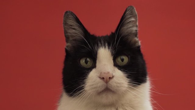 tierna mascota gato felino casero