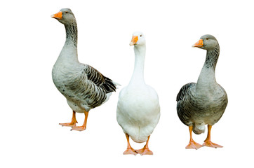 3 big healthy gray and white geese on white background