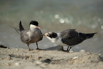 White-cheeked tern chickat Busaiteen beach, Bahrain