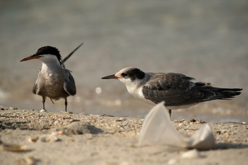 White-cheeked tern with chick and plastic dump at Busaiteen beach, Bahrain