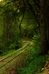 railway throw the forest