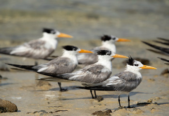 A flock of Greater crested terns resting at Busaiteen coast of Bahrain