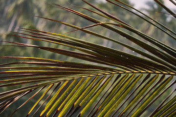 Raindrops on coconut palm leaf                  