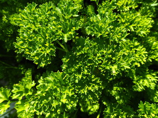 green parsley in the garden