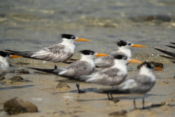 A flock of Greater crested terns resting at Busaiteen coast of Bahrain
