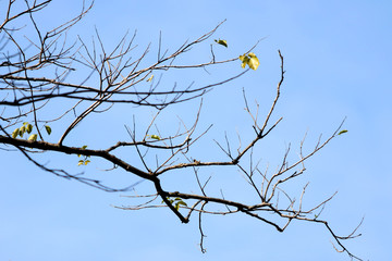 Dry tree branch on blue sky background , silhouette