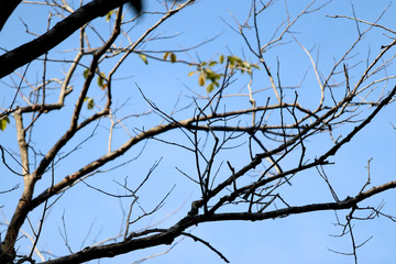 Dry tree branch on blue sky background , silhouette