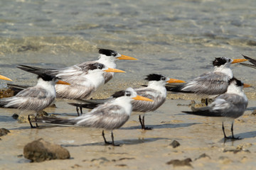 A flock of Greater crested terns resting at Busaiteen coast of Bahrain