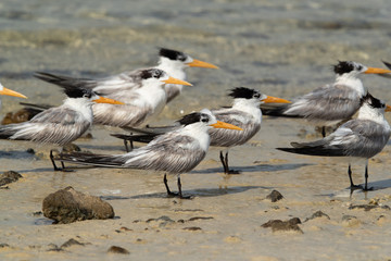 A flock of Greater crested terns resting at Busaiteen coast of Bahrain