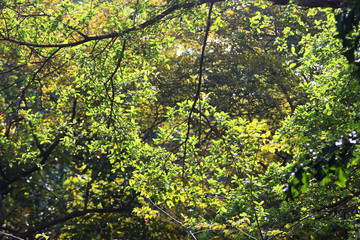 Tree leaves texture background , Tree brunch