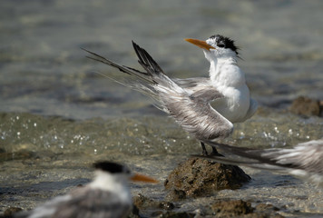 Greater crested tern preening at Busiateen coast of Bahrain