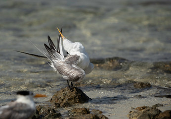 Greater crested tern preening at Busiateen coast of Bahrain