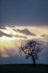 Cloudy sky, lone tree, sun streaks
