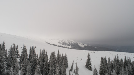 Aerial view of beautiful thick spruce trees