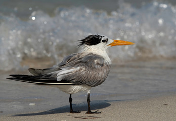 Greater crested tern with water splash at the background Busaiteen coast, Bahrain