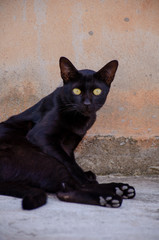 Portrait of Thai black cat (Gonja), Beautiful eyes cat