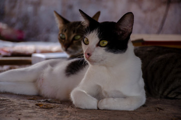 Portrait of black and white Thai cat and striped cat background