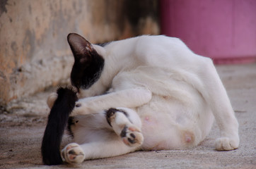 Portrait of black and white stray Thai cat, Relax Thai cat  