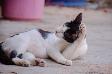 Portrait of black and white stray Thai cat, Relax Thai cat  