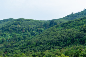 Fototapeta na wymiar Landscape view of Fresh green trees on tropical nature mountain hill background.