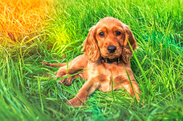 English cocker spaniel puppy lying on the grass