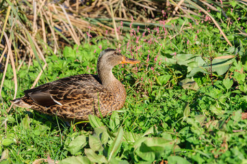 Wild ducks on the lake overgrown with reeds.