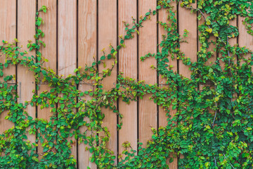 Beautiful Green ivy leaves climbing on  wooden wall. wood planks covered by green leaves. Natural background texture.