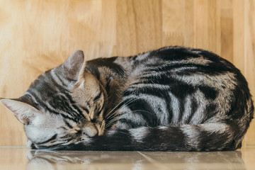The lazy cat is sleeping lazily in the house.
