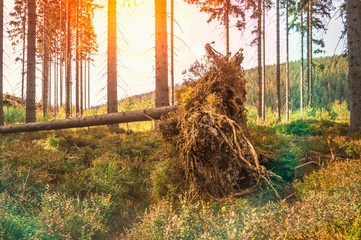 Fallen tree with roots in forest after storm