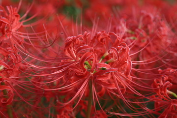 半田市矢勝川の彼岸花