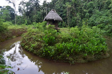 Shack in the middle of the jungle without inhabiting