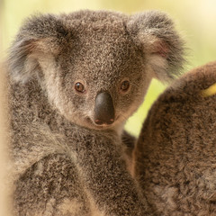 Cute Australian koala joey resting in a eucalyptus tree.