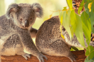Cute Australian koala joey resting in a eucalyptus tree.