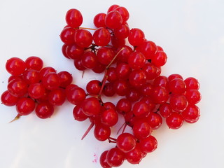 bright red berries on white background