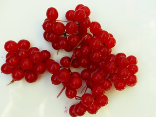 bright red berries on white background