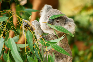 Cute Australian koala joey resting in a eucalyptus tree.