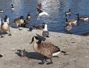 Goose and Pigeon become Friends