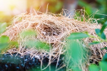 Close up of empty Bird's nest on branch of tree with sunlight behind some green leaves.