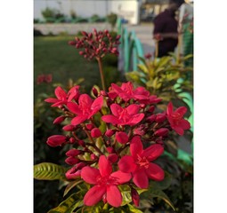 close up of Capsicum annuum 'Bird's Eye' or Chili in the garden