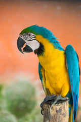 Blue, green and yellow plumage macaw parrot perched on a stick. Colombia.