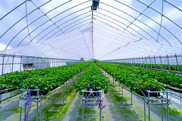 プランターの苺畑