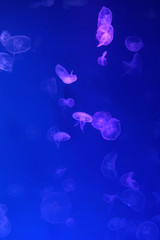 Small jellyfishes illuminated with blue light swimming in aquarium