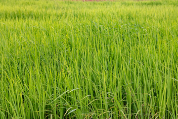 field of green wheat