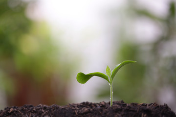 Young green sapling planting with water drop dew